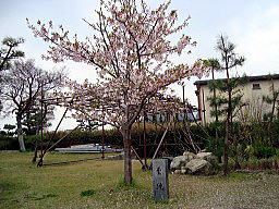 桜と「至純」の碑