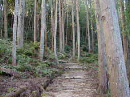 竜子山城跡の山道
